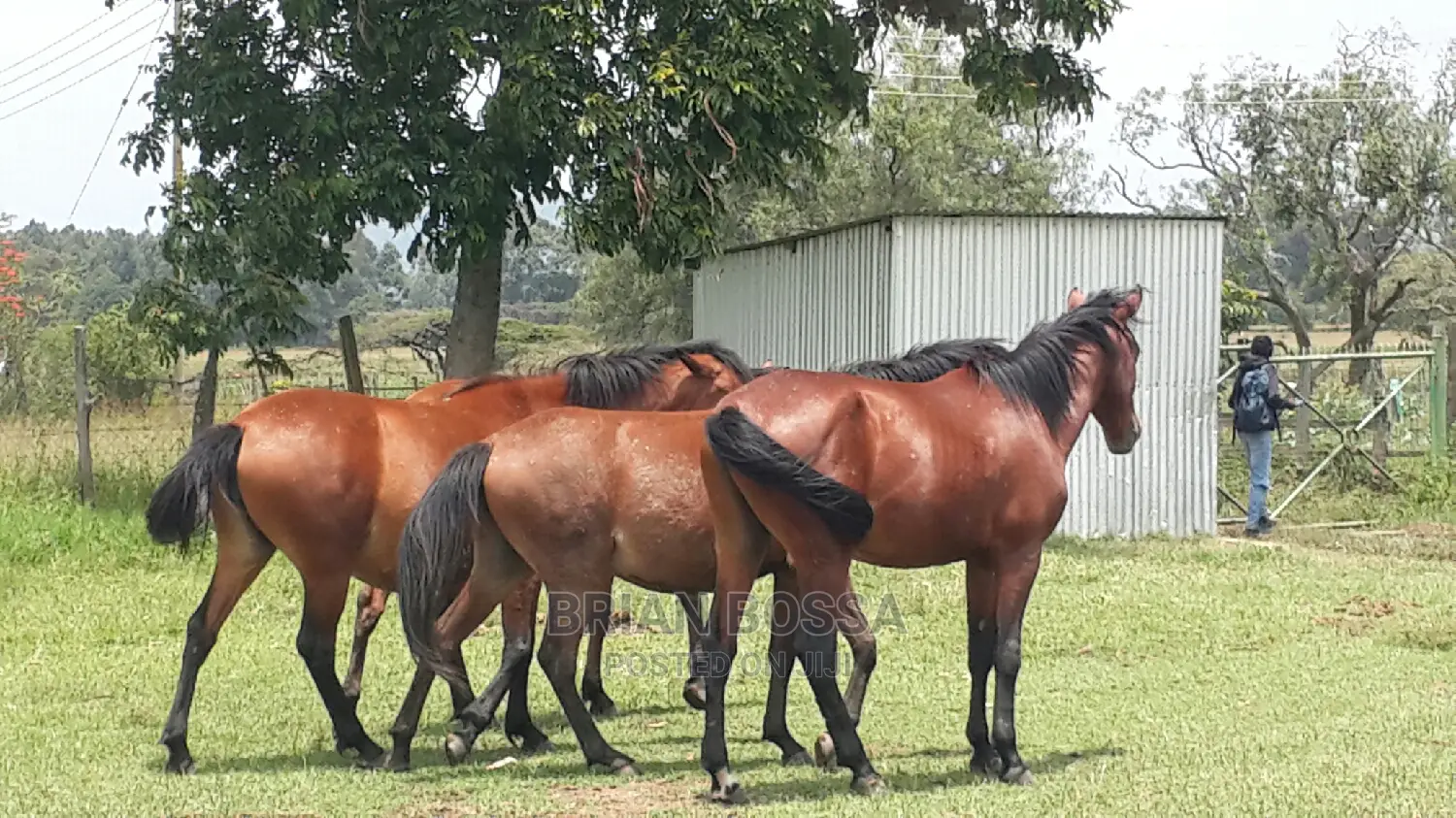 Horses And Ponies For Sale
