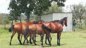 Horses And Ponies For Sale