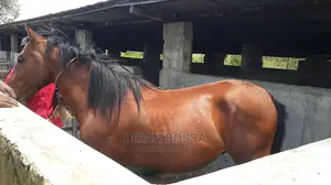Horses And Ponies For Sale
