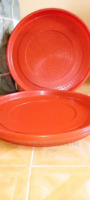 One Day Old Chick Trays