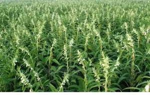 Simsim/Sesame Seeds Per Kg