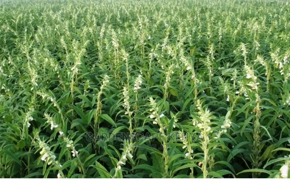 Simsim/Sesame Seeds Per Kg