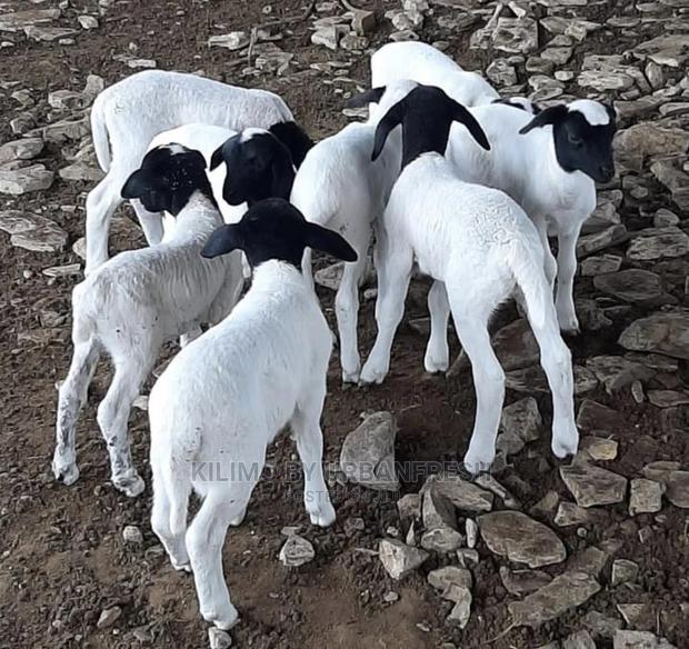 Dorper Sheep Available Lambs ,Ewes Rams - thumbnail 4