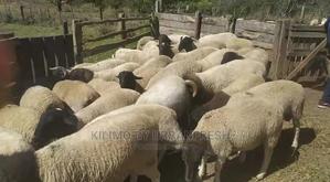 Dorper Sheep Available Lambs ,Ewes Rams - thumbnail 2