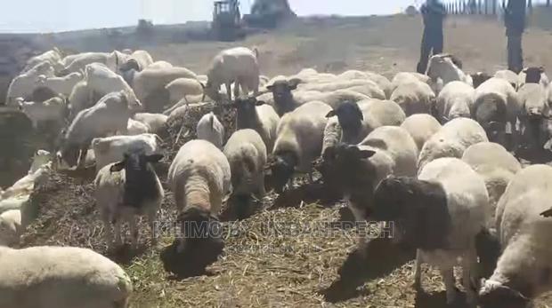 Dorper Sheep Available Lambs ,Ewes Rams - thumbnail 3