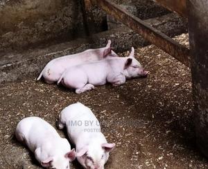 Maxgro Pigs Fastest Growing Pigs - thumbnail 2