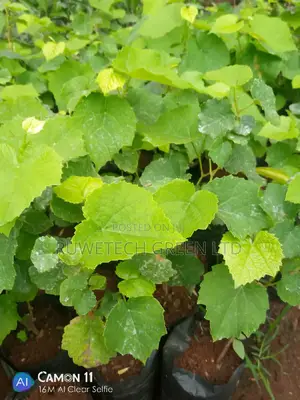Grapes Seedlings