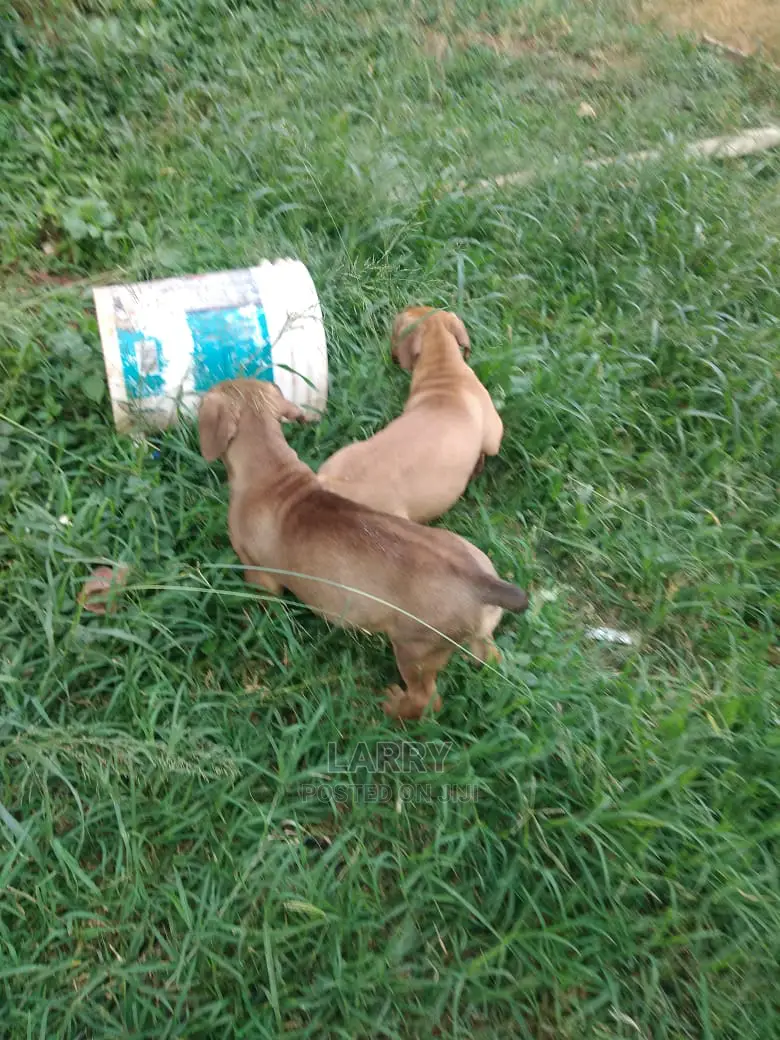 0-1 Month Female Purebred Boerboel