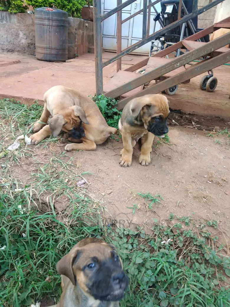 0-1 Month Female Purebred Boerboel