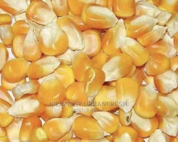 Yellow Maize Seeds 20kgs Quote. Grade 1 for Silage