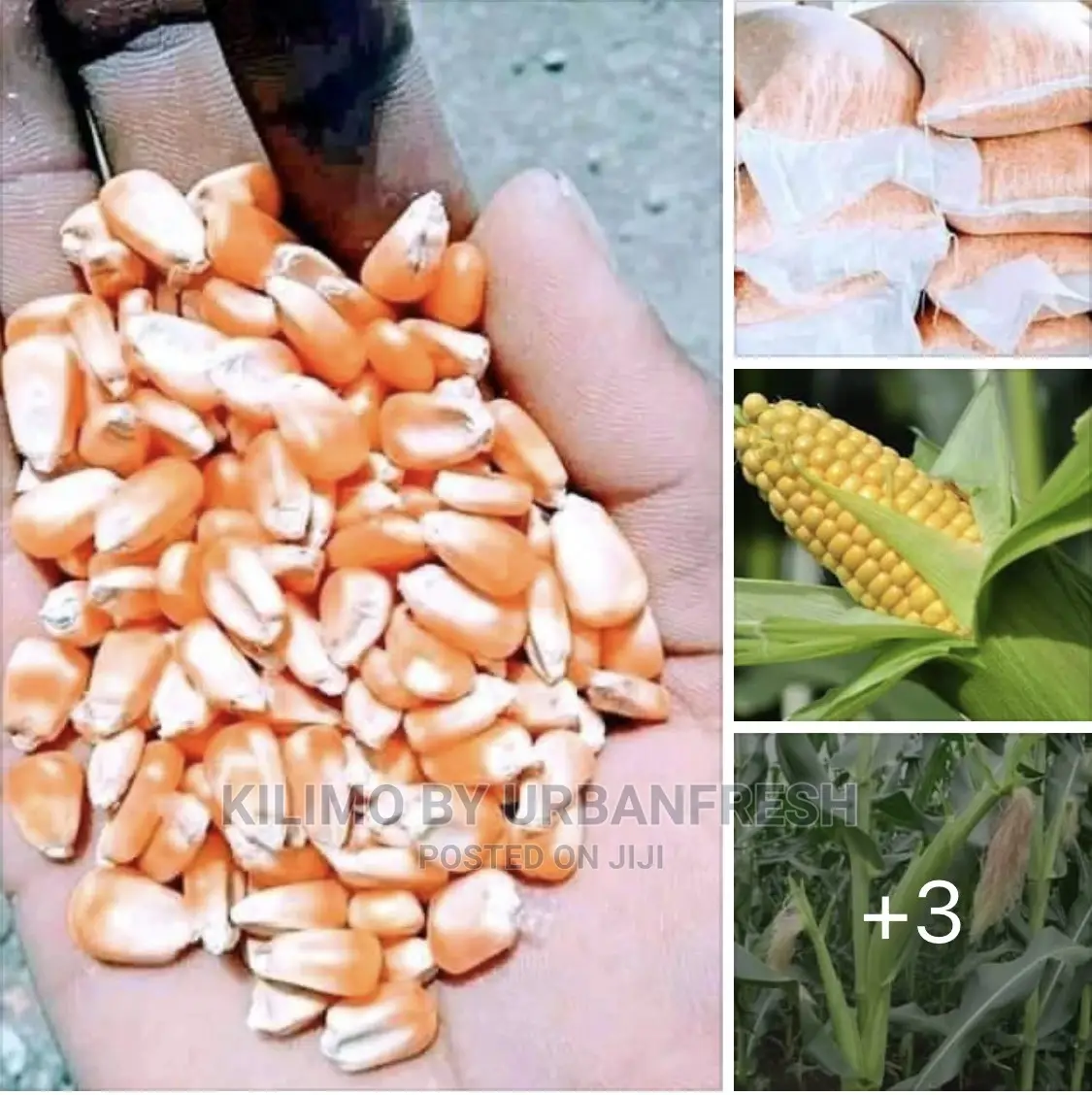 Yellow Maize Seeds 20kgs Quote. Grade 1 for Silage