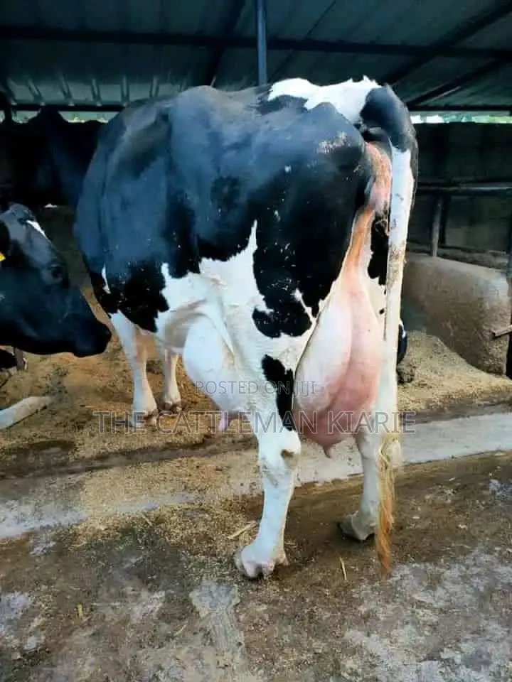 Super Giant Pedigree Friesian