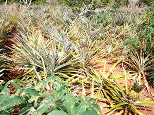 Malindi 4 Acres Land - thumbnail 2