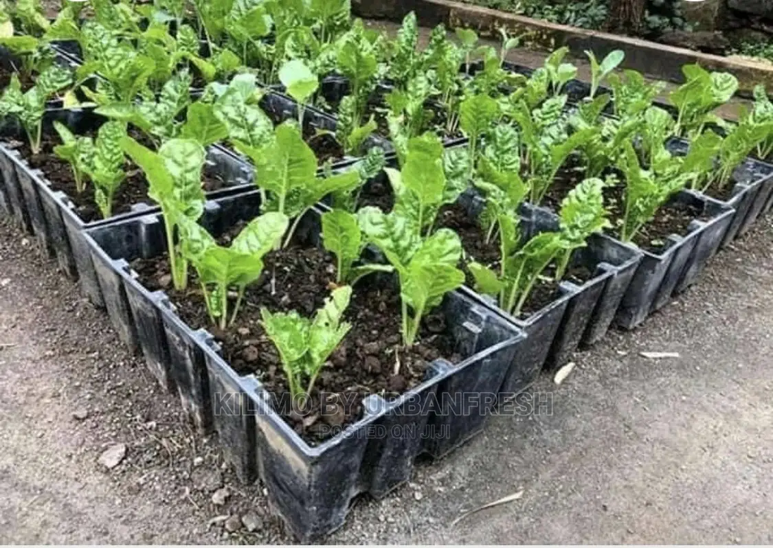 Crops Planters Crate: Available New / Second Hand