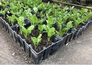 Crops Planters Crate: Available New / Second Hand