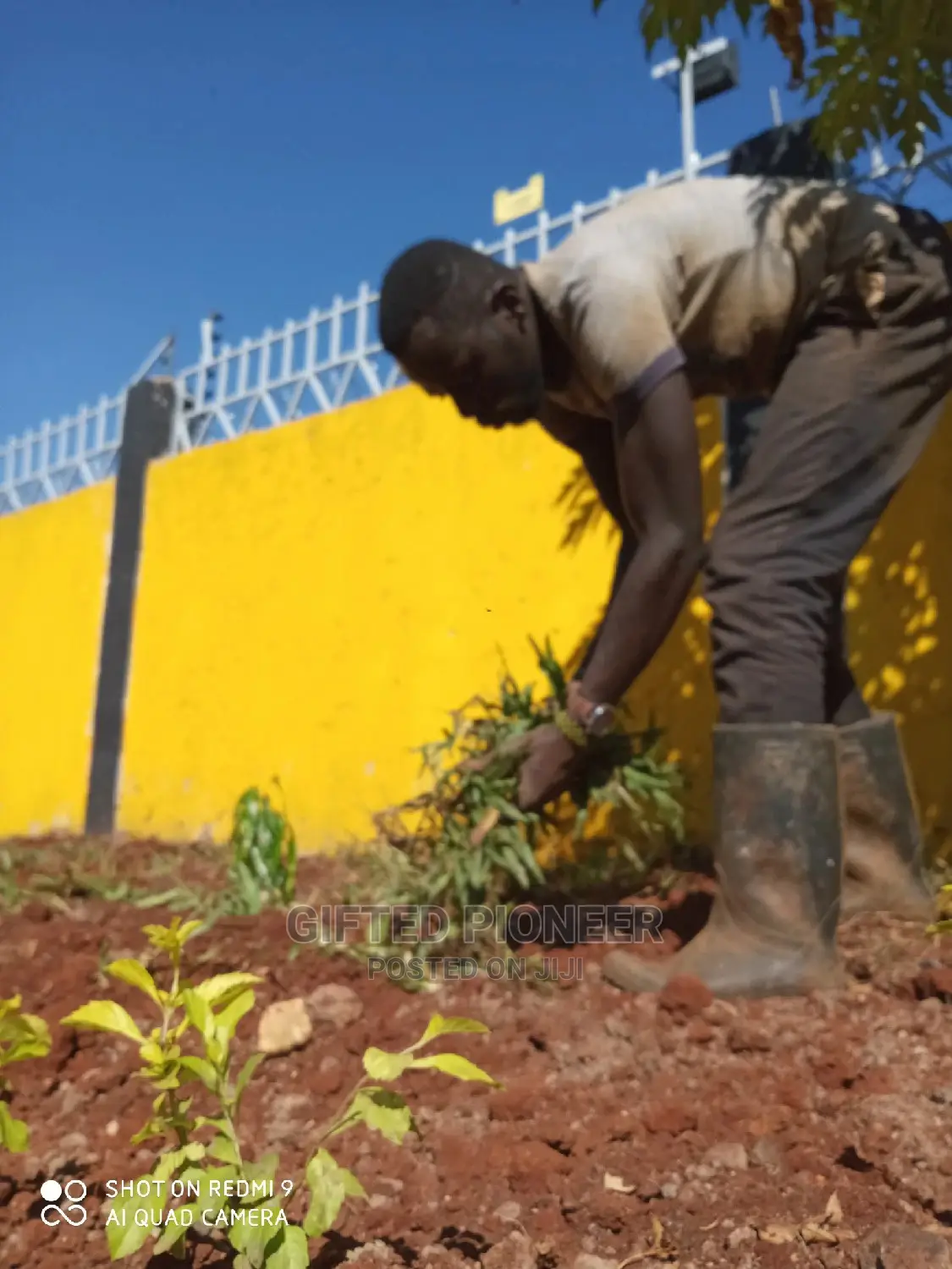 Best Grass Planting and Cutting/ Flowering