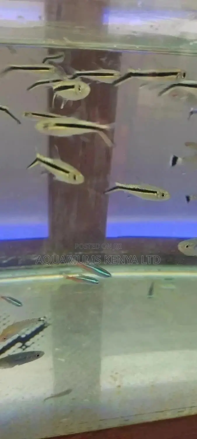 Aquarium Fish, Thayeria Tetra Fish for Aquarium