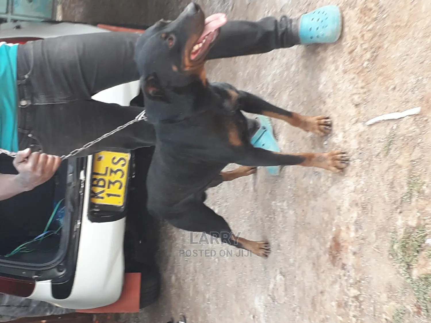 1+ Year Male Purebred Rottweiler