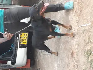 1+ Year Male Purebred Rottweiler