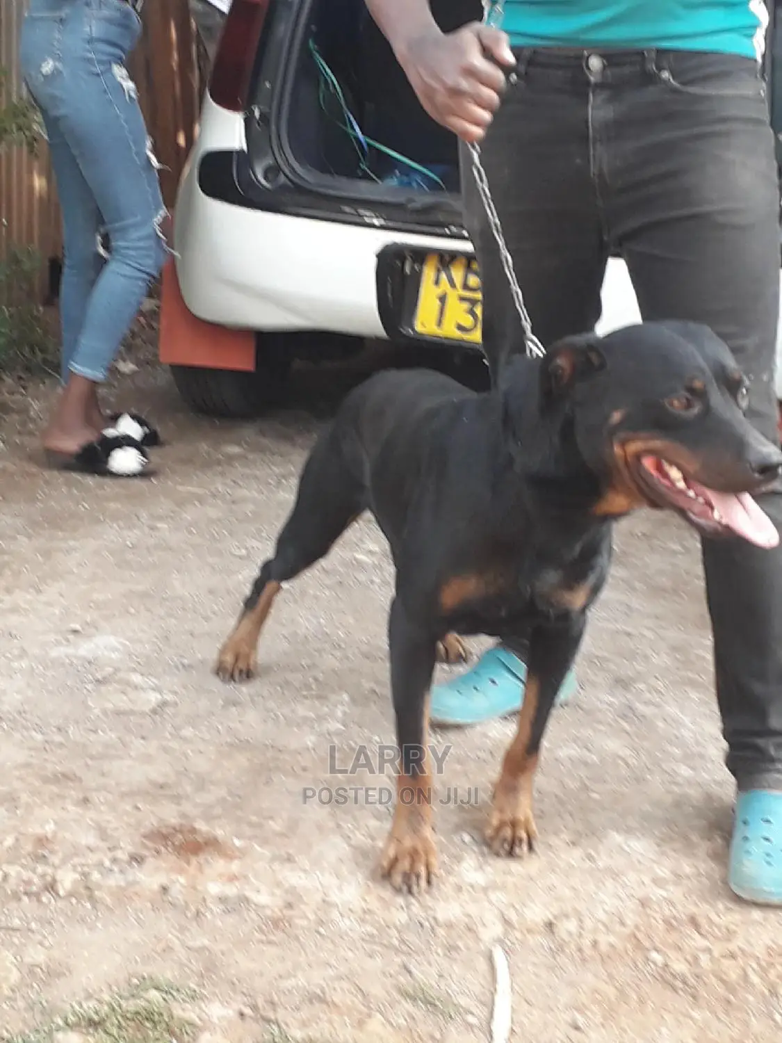 1+ Year Male Purebred Rottweiler