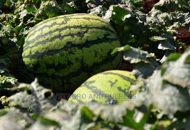 Hybrid Watermelon Sukari F1 50gm - thumbnail 4