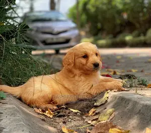 1-3 month Male Purebred Golden Retriever