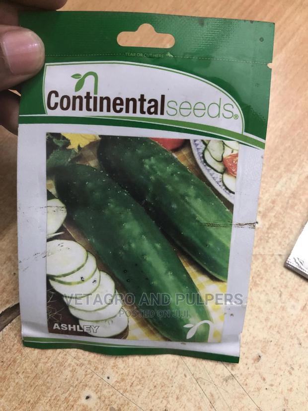 Cucumber Ashley Seeds - main view