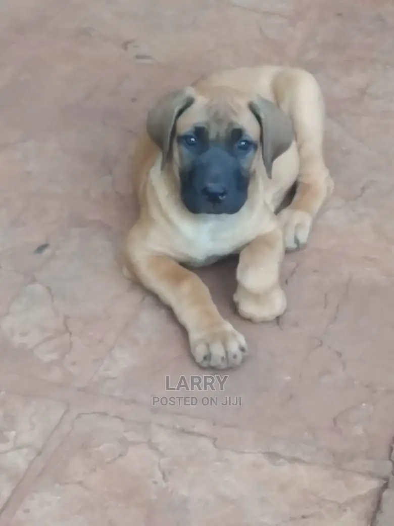 6-12 Month Female Purebred Boerboel