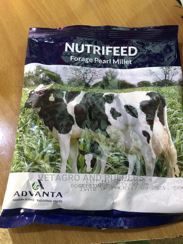 Forage Pearl Millet 1kg - thumbnail 2