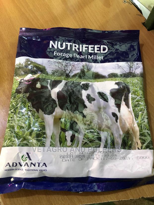 Forage Pearl Millet 1kg - main view