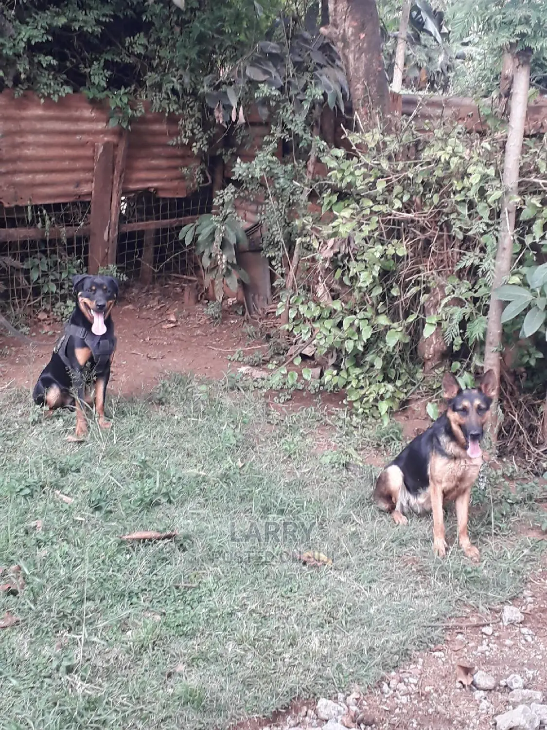 6-12 Month Male Purebred Rottweiler