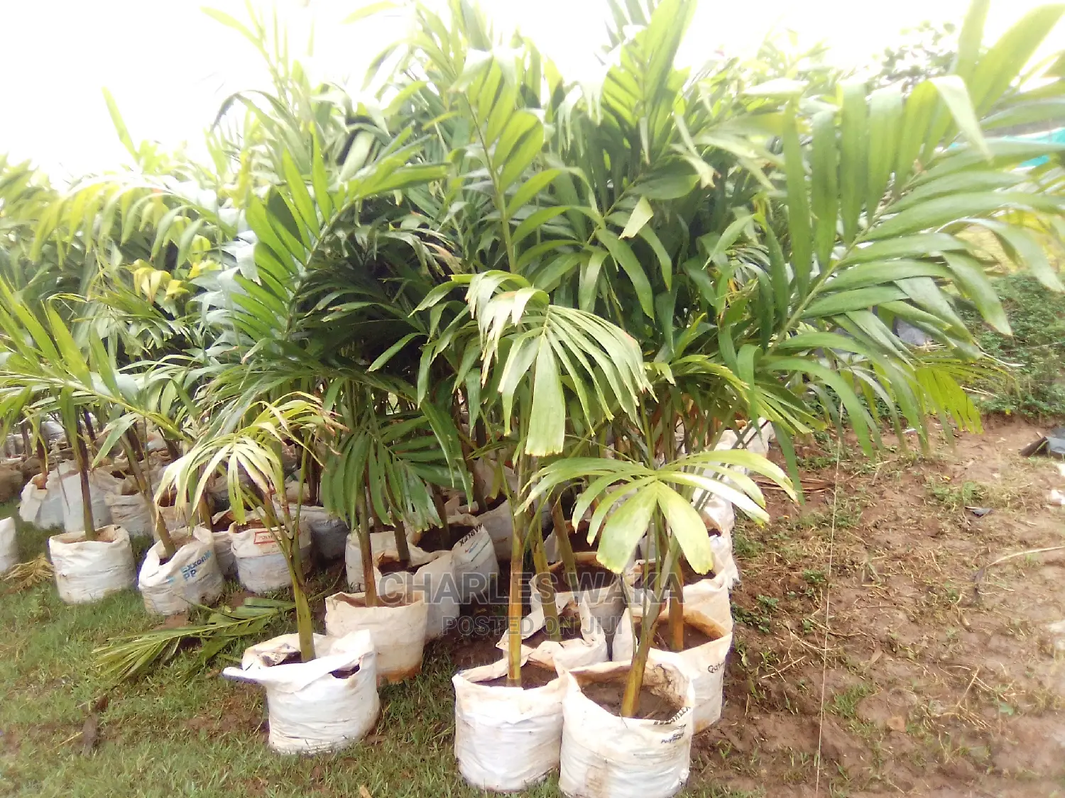 Hotus Landscaping Services
