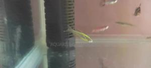 Luminous Danios - thumbnail 2