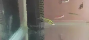 Luminous Danios