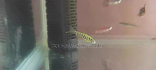 Luminous Danios - main view