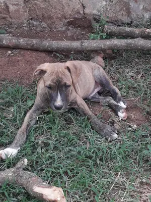 0-1 Month Male Purebred Boerboel