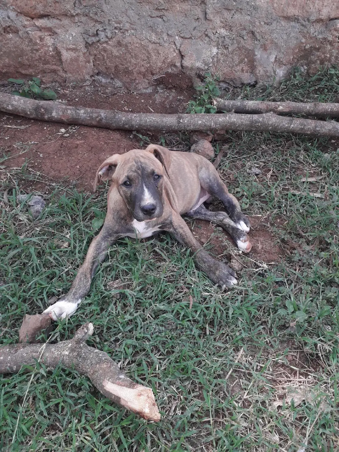 0-1 Month Male Purebred Boerboel