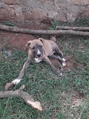 0-1 Month Male Purebred Boerboel