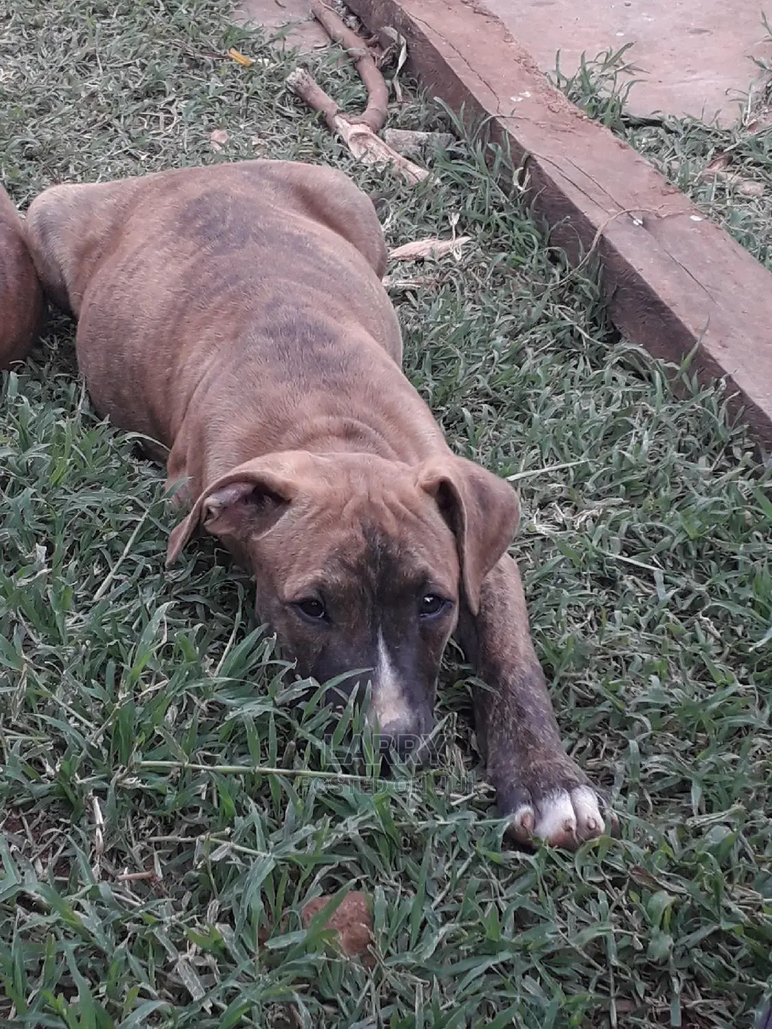 3-6 Month Female Purebred Boerboel