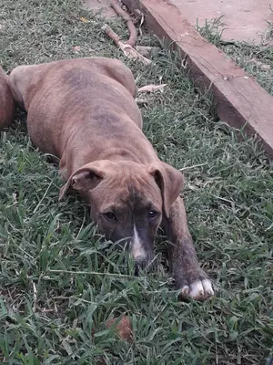 3-6 Month Female Purebred Boerboel