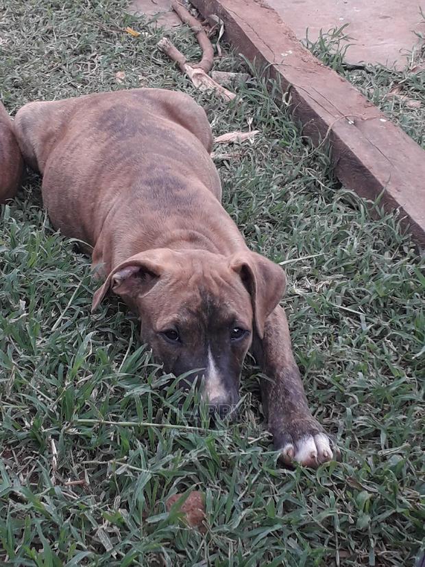 3-6 Month Female Purebred Boerboel