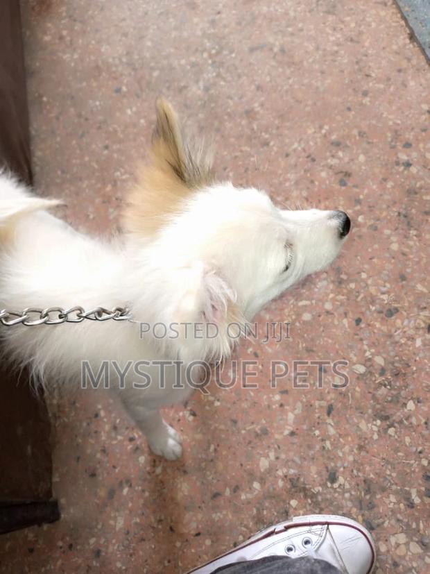 3-6 Month Female Purebred Japanese Spitz