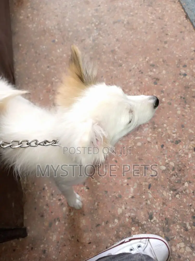 3-6 Month Female Purebred Japanese Spitz