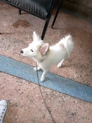 3-6 Month Female Purebred Japanese Spitz