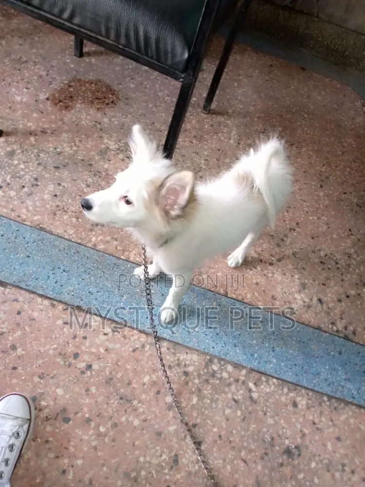 3-6 Month Female Purebred Japanese Spitz