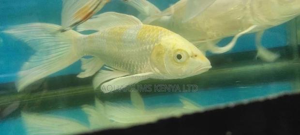 Quality Fish Pond Koi Fish 10inches - main view