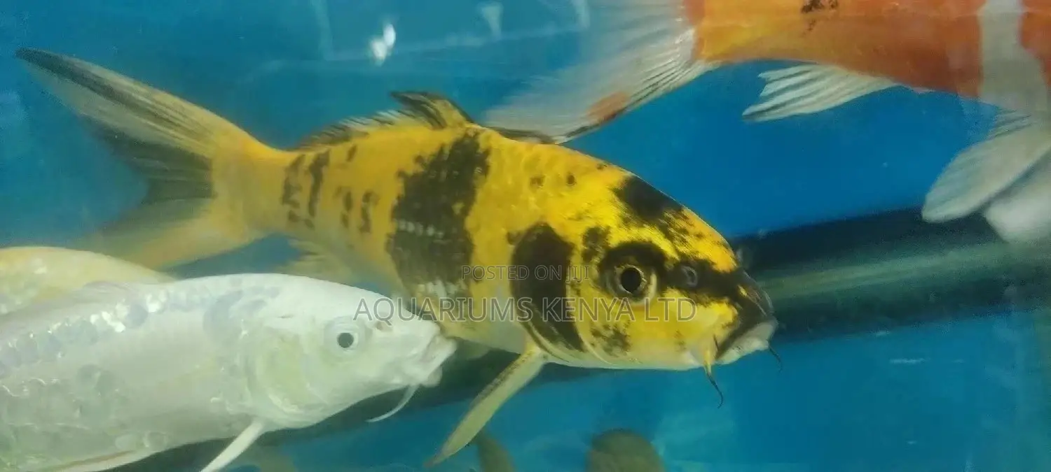 Big Koi Fish for Fish Ponds