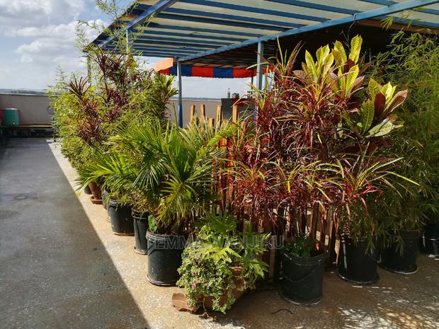 Air BNB to Let Around Kiambu Road Thindigua With a Super Host. - thumbnail 14