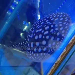Diamond Black Stingray ,Rare Aquarium Fish