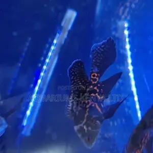 Veil Tail Oscars, Aquarium Fish